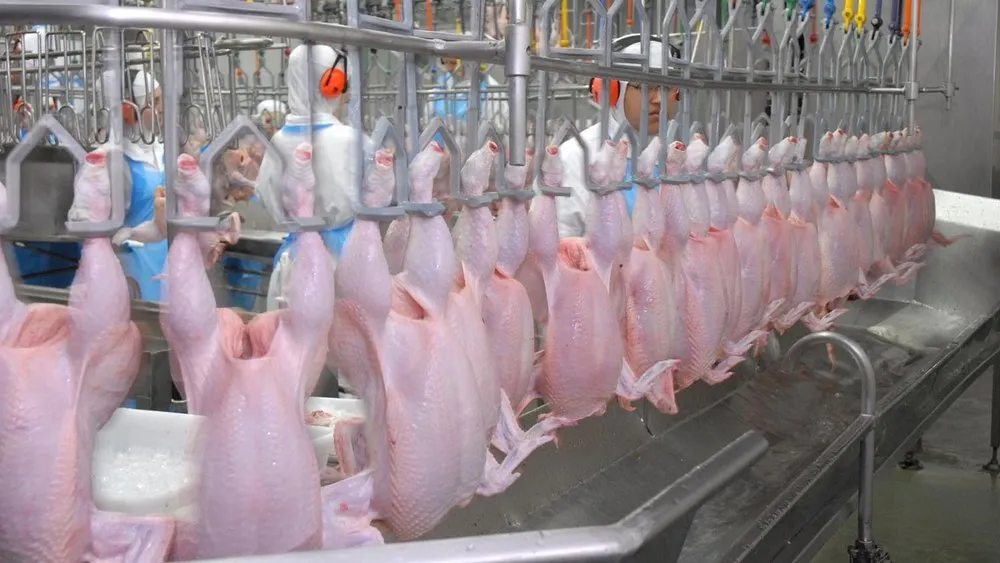 chicken processing plant 1000x1000 1